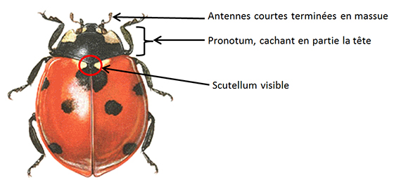 Les coccinelles des auxiliaires utiles contre les pucerons ARVALIS